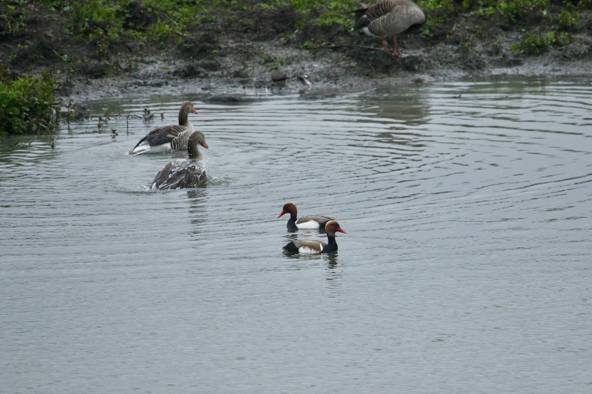 Red-crested Pochard - Scott Clark