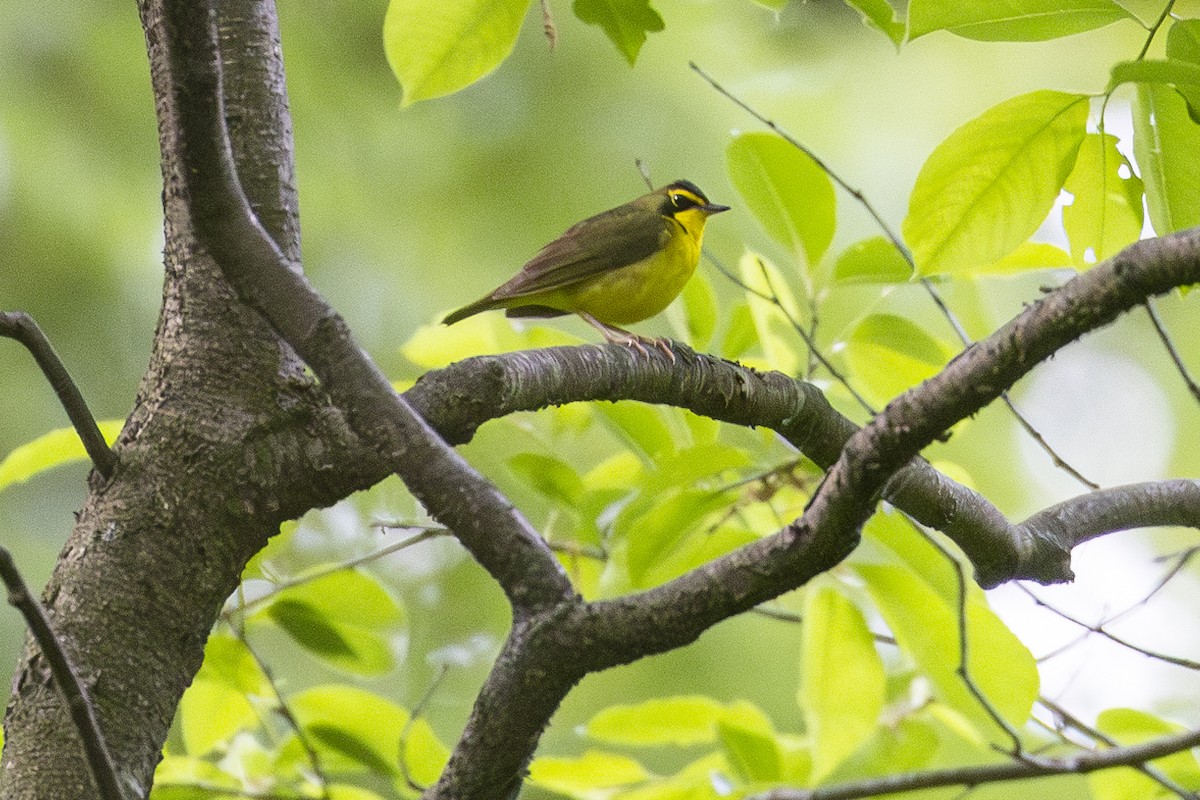 Kentucky Warbler - Kris Long