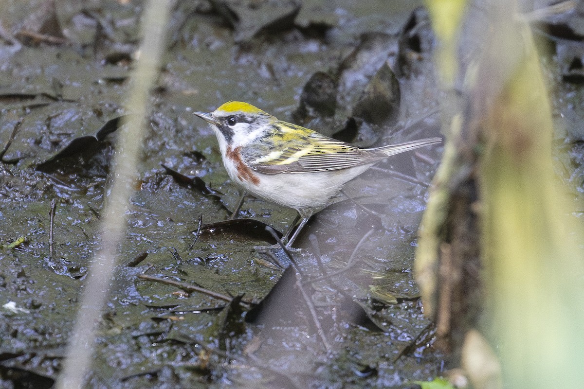 Paruline à flancs marron - ML619230787