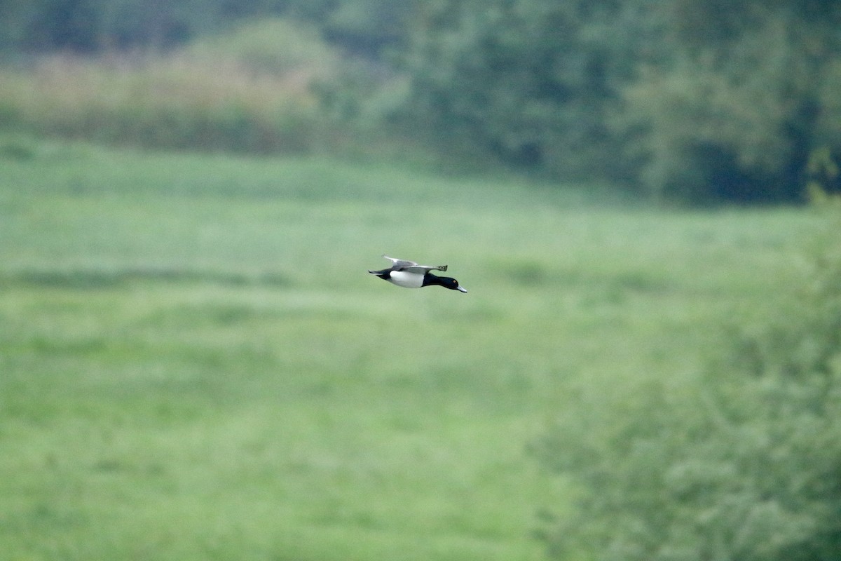 Tufted Duck - ML619230789