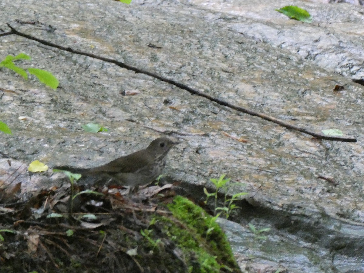 Gray-cheeked Thrush - Deborah Woody