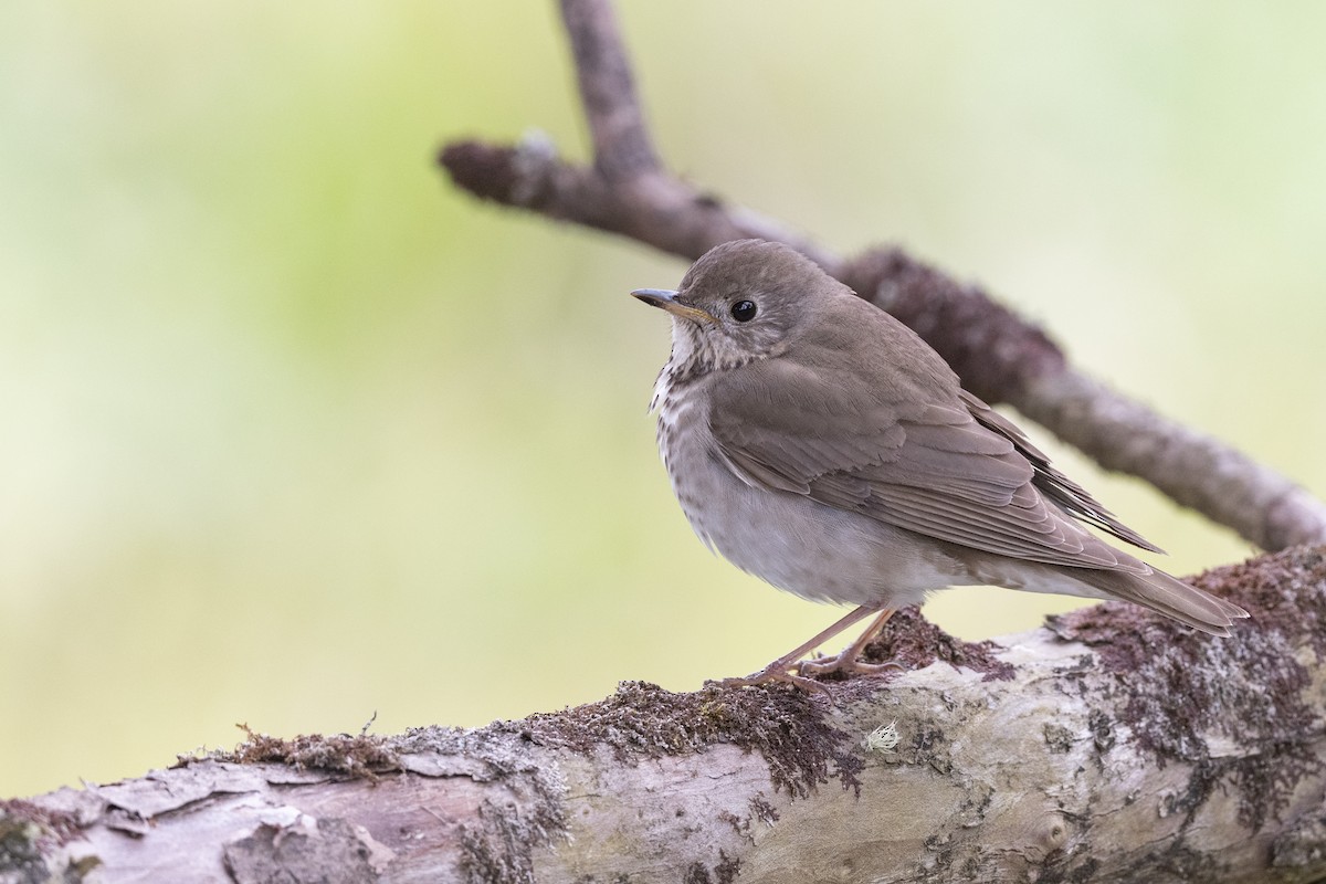 Gray-cheeked Thrush - Mark Schulist