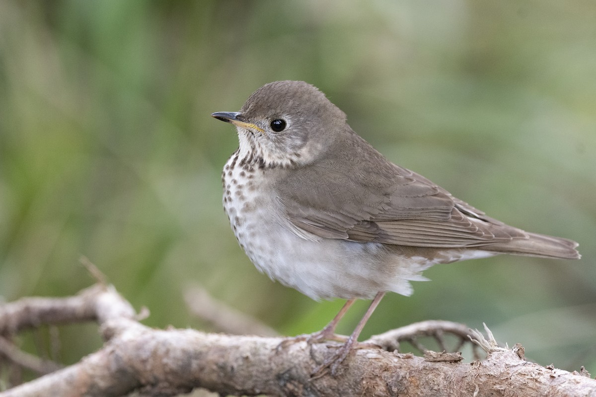 Gray-cheeked Thrush - Mark Schulist