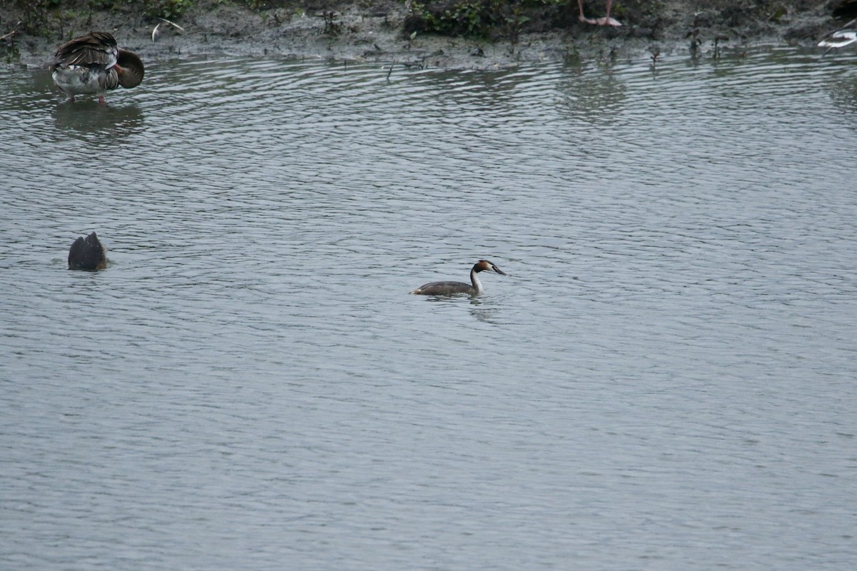 Great Crested Grebe - ML619230822