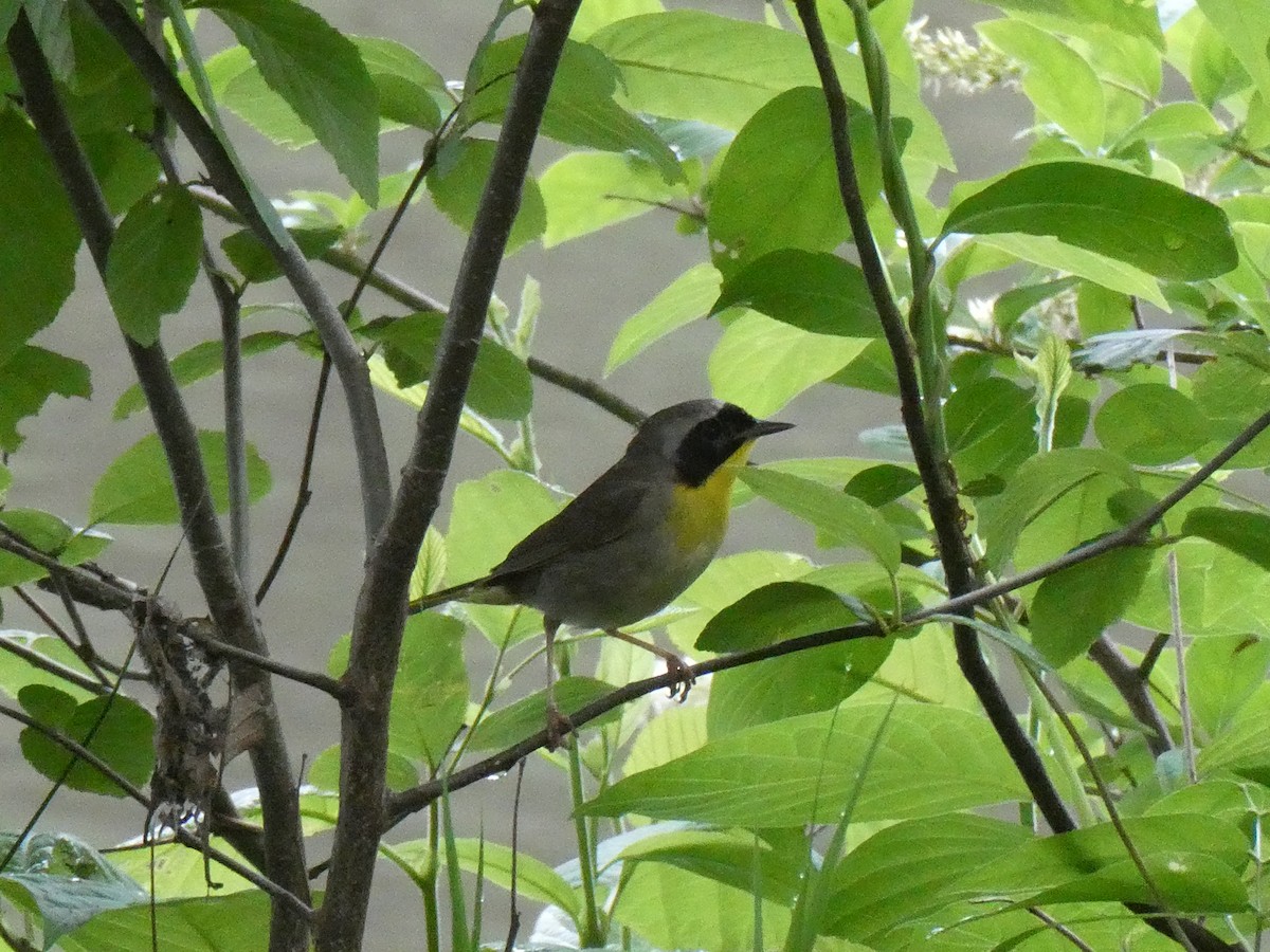 Common Yellowthroat - Deborah Woody