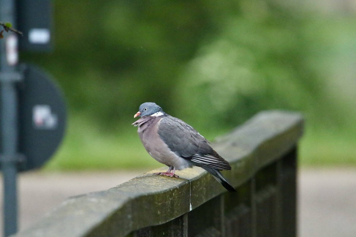 Common Wood-Pigeon - Scott Clark