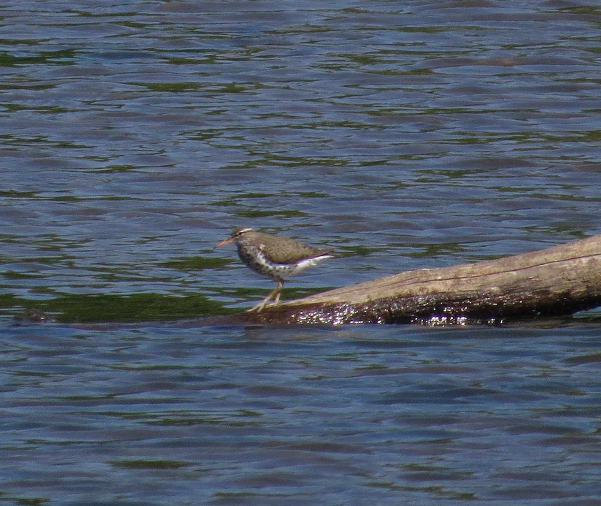 Spotted Sandpiper - Lora Reynolds