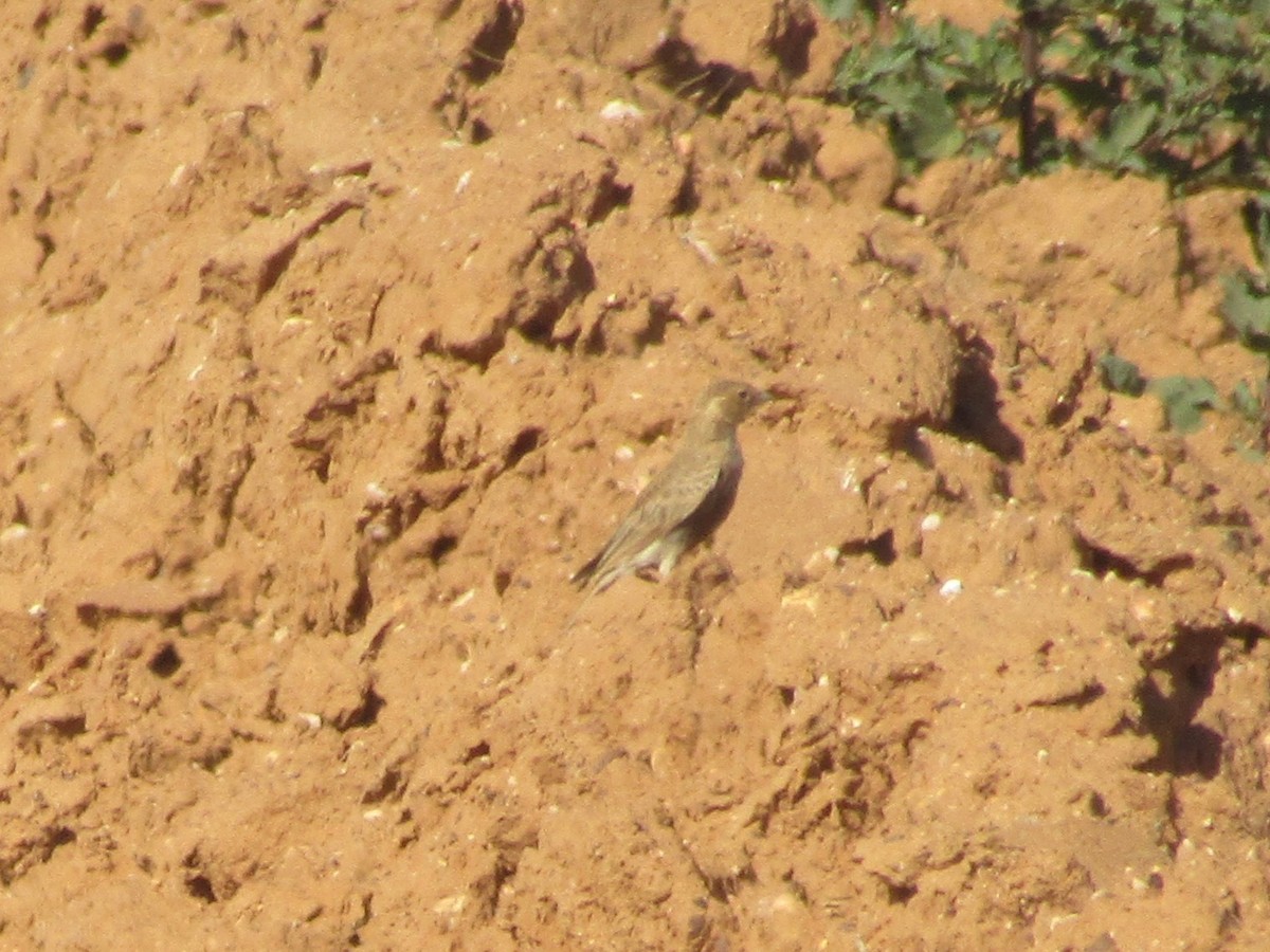 Gray-backed Sparrow-Lark - Gareth Bain