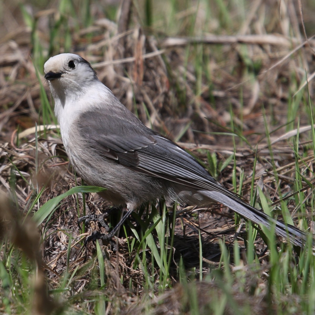 Canada Jay - Matthew Henderson