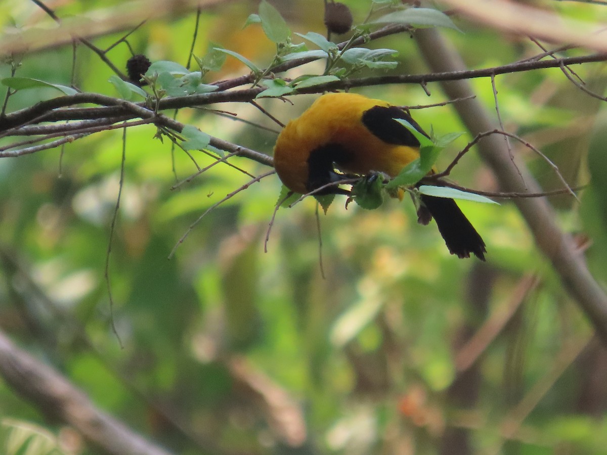 Yellow-backed Oriole - Carlos Daniel Andrade Campos