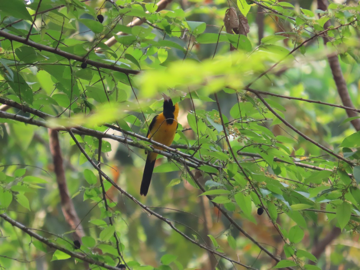 Yellow-backed Oriole - Carlos Daniel Andrade Campos