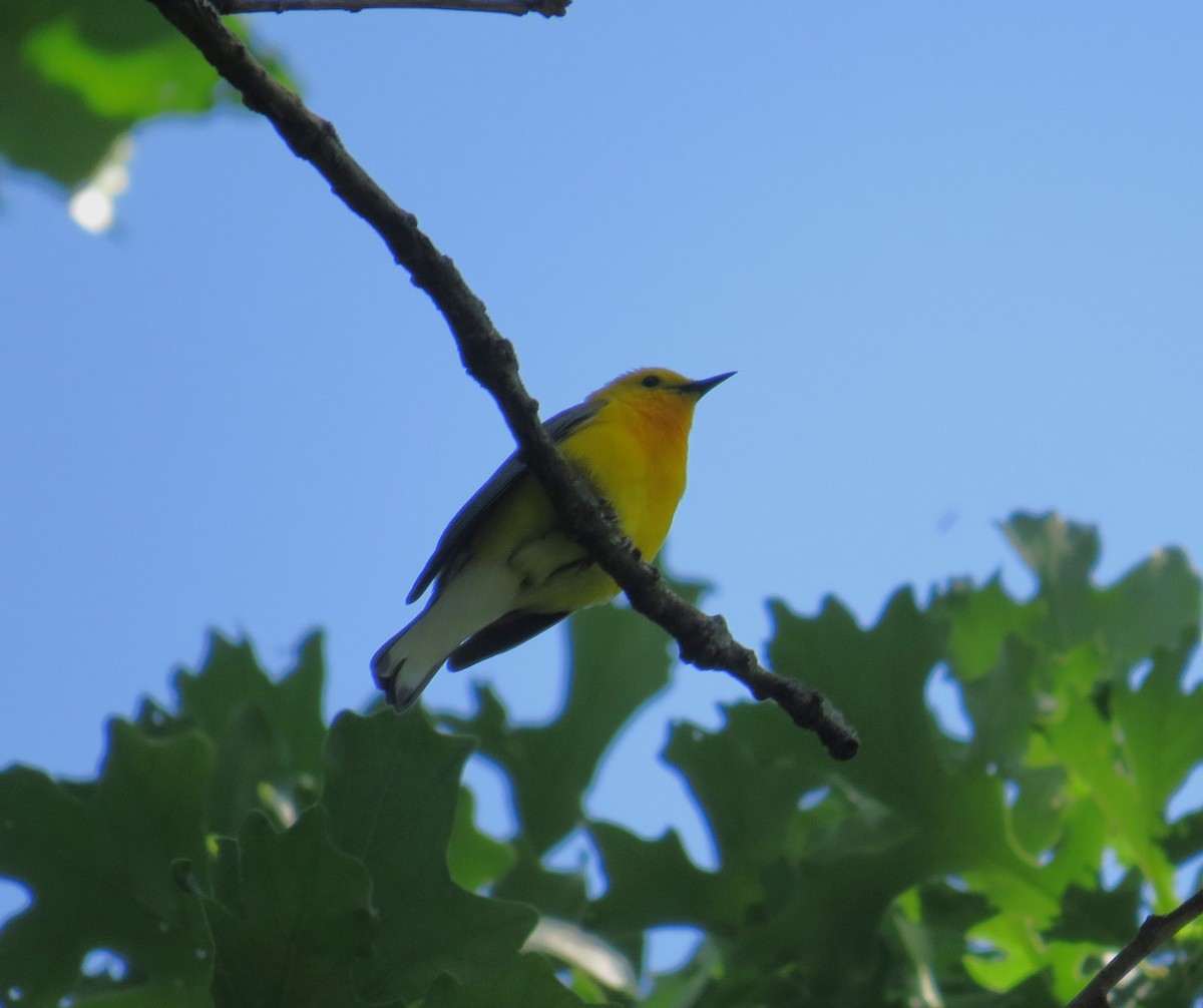 Prothonotary Warbler - ML619230870