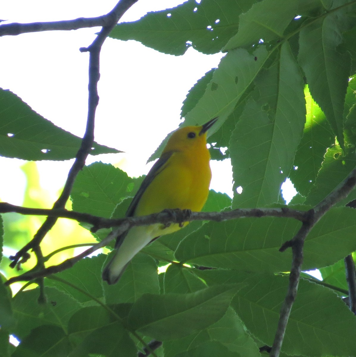 Prothonotary Warbler - ML619230872