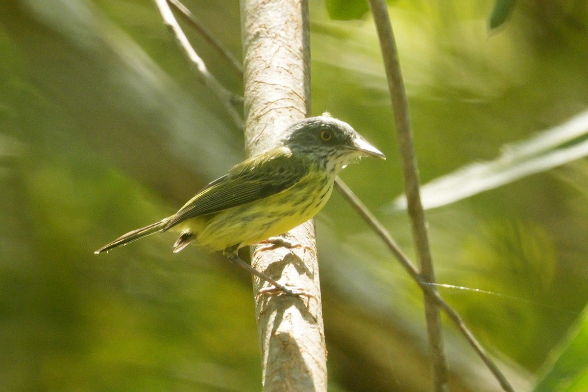 Spotted Tody-Flycatcher - ML619230873