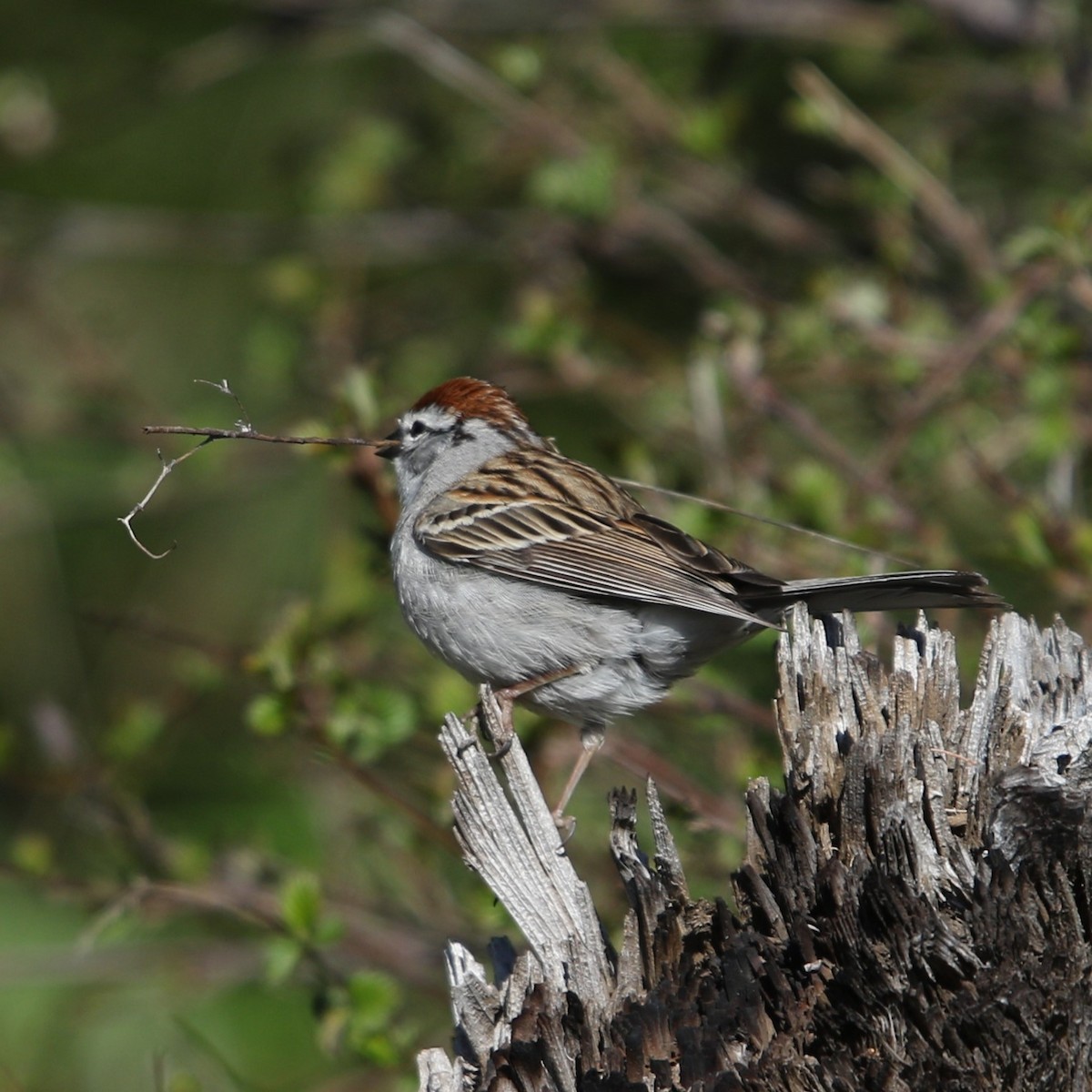 Chipping Sparrow - Matthew Henderson