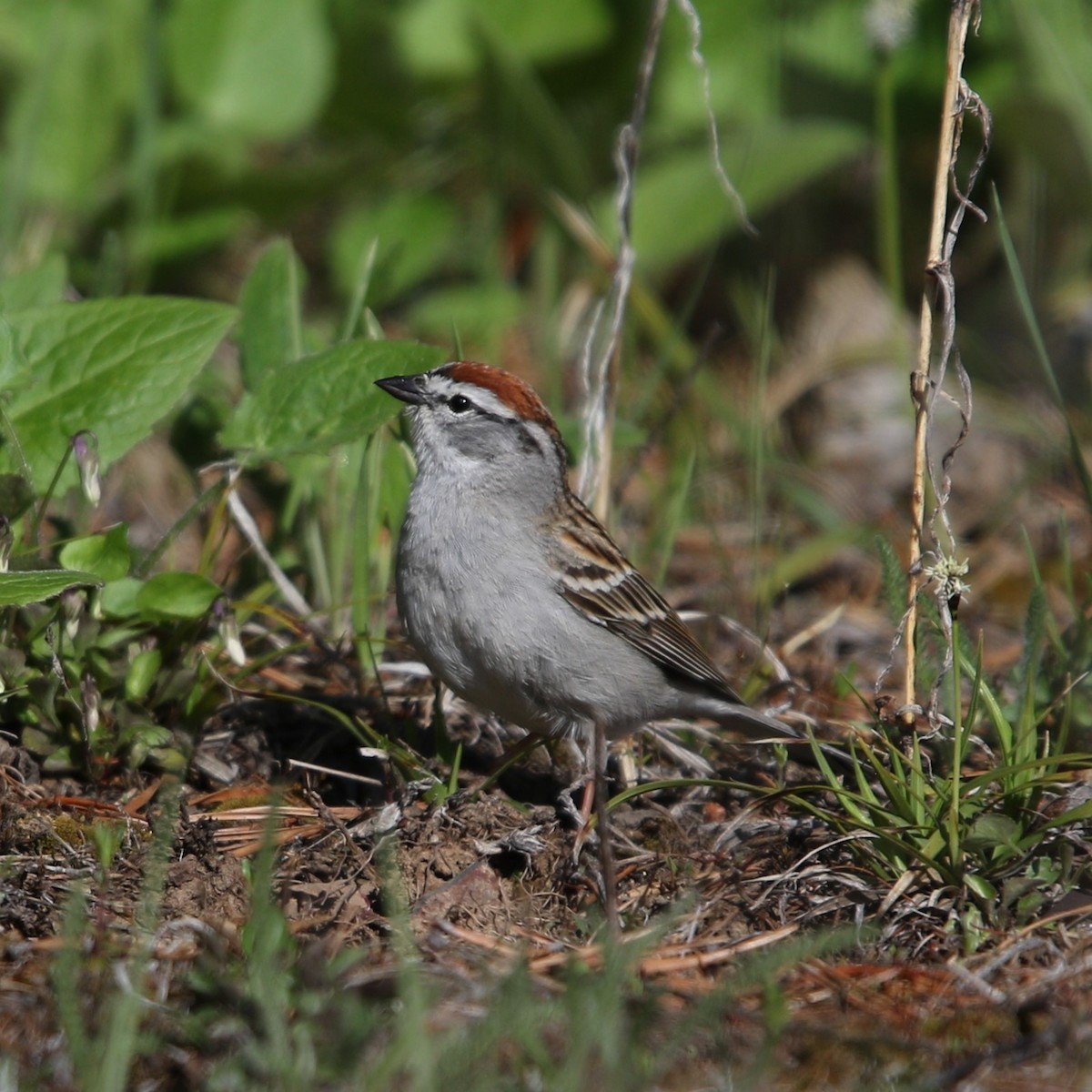 Chipping Sparrow - Matthew Henderson