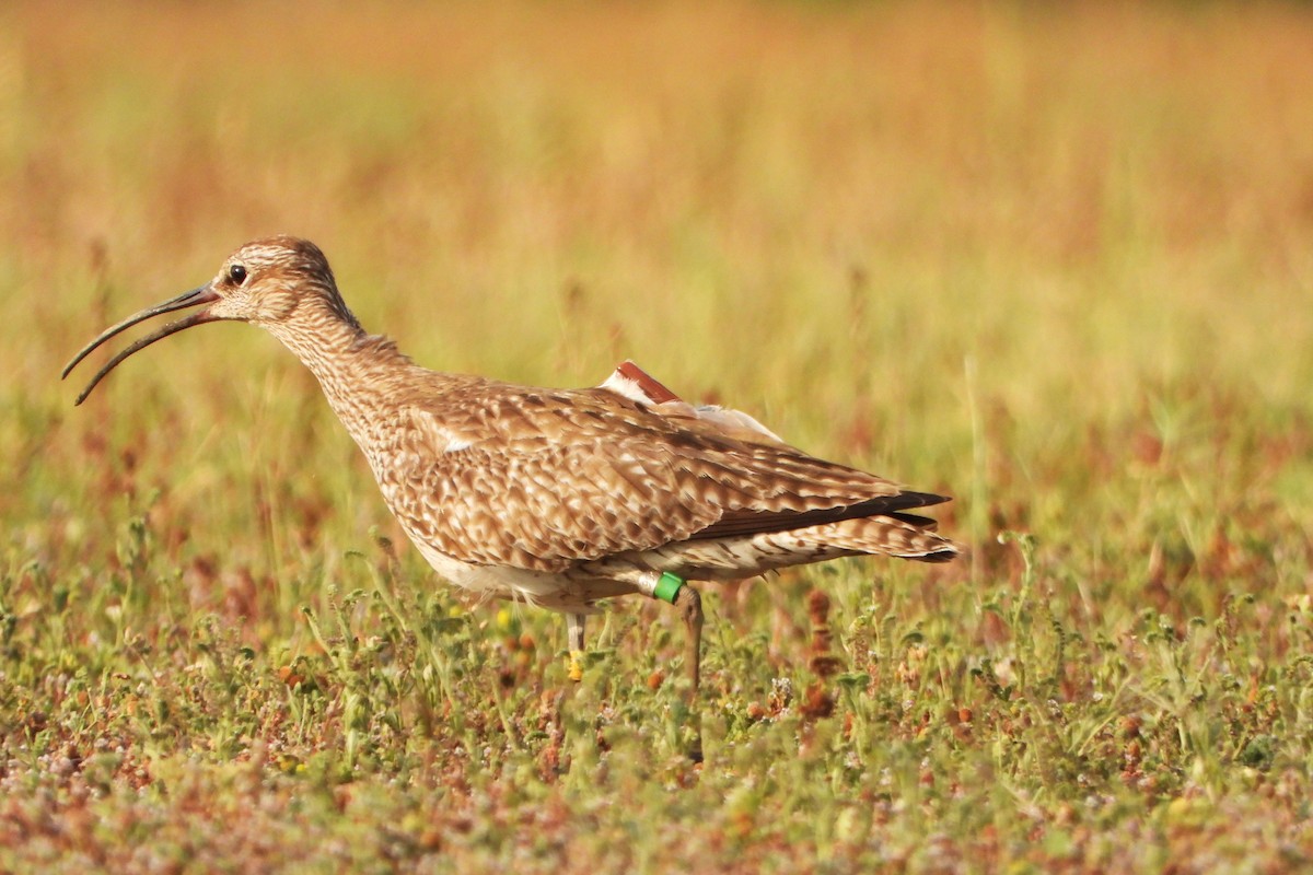 Whimbrel - Jageshwer verma