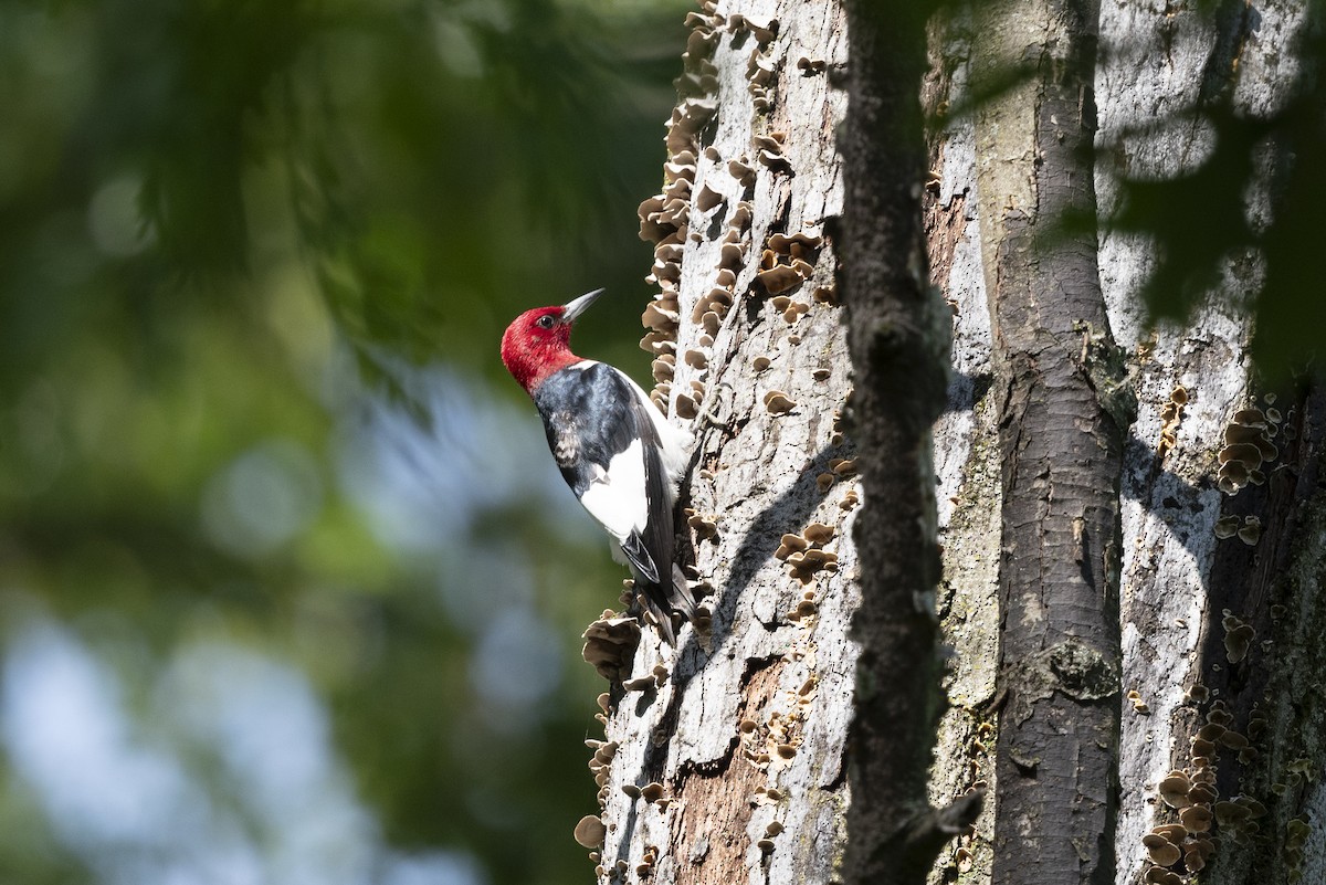Red-headed Woodpecker - Mark Schulist