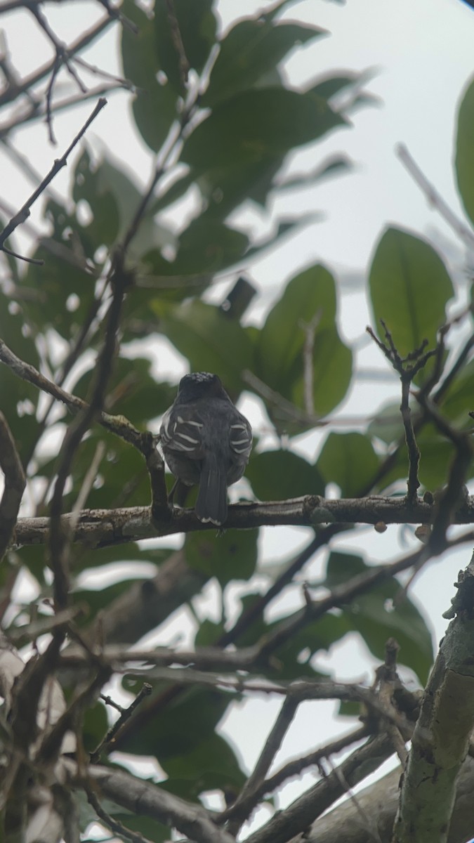 White-winged Becard - Brenda Sánchez