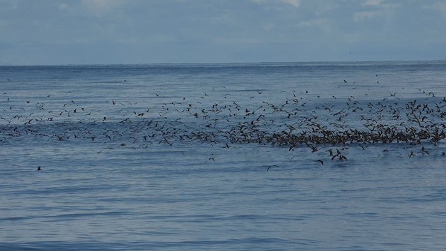 Black Noddy - ML619230909