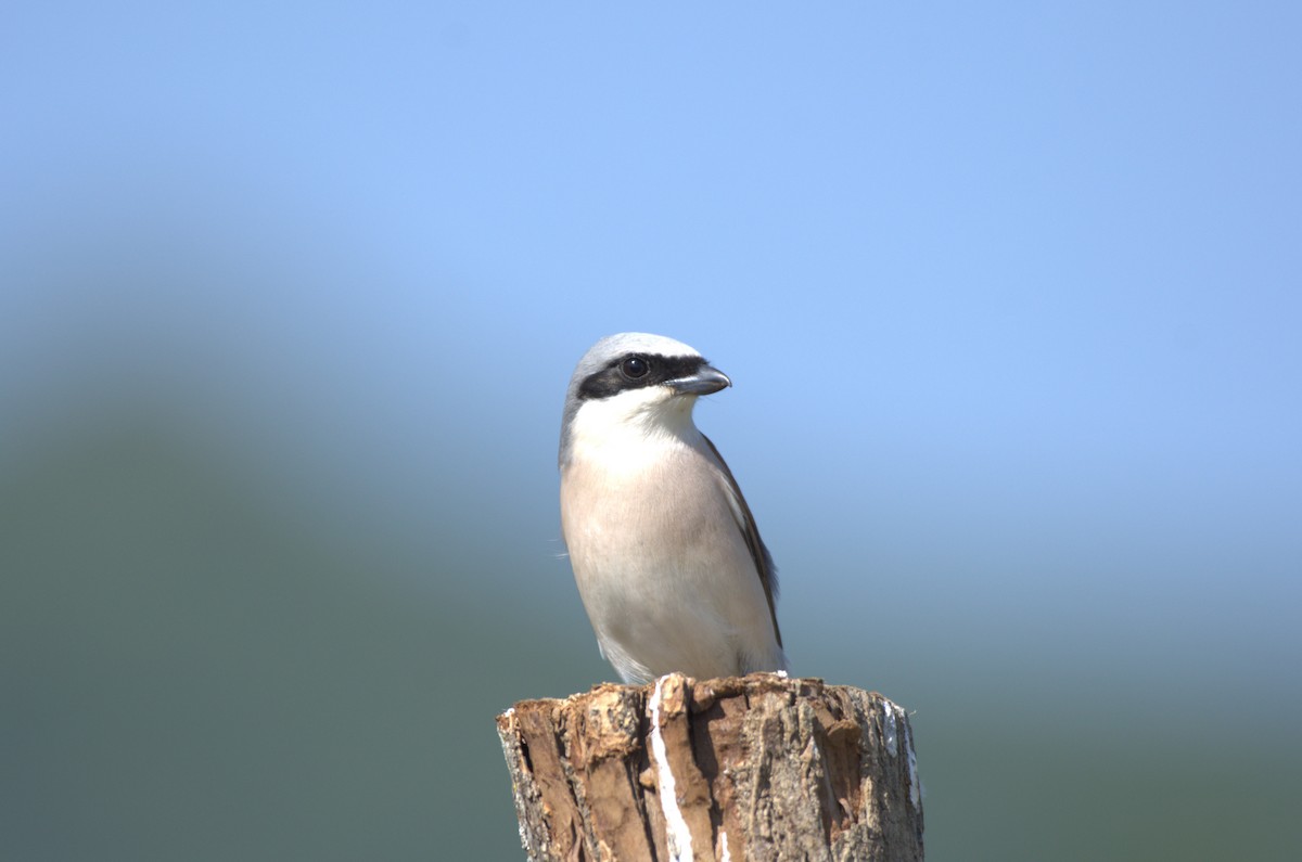 Red-backed Shrike - ML619230912