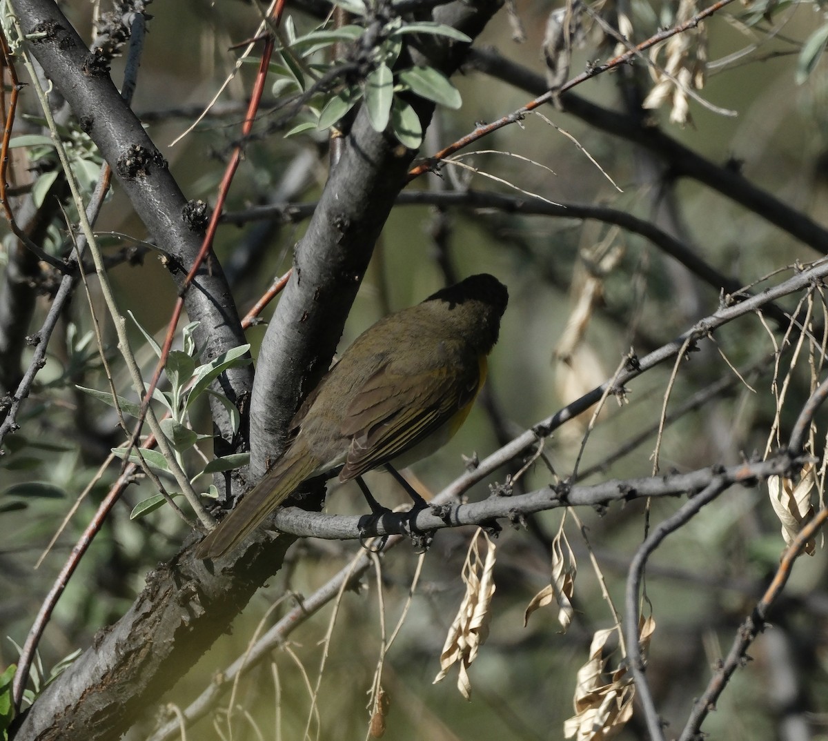 Yellow-breasted Chat - ML619230939