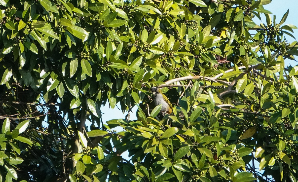 Black-headed Saltator - Laura Voight