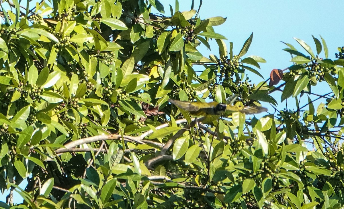 Black-headed Saltator - Laura Voight