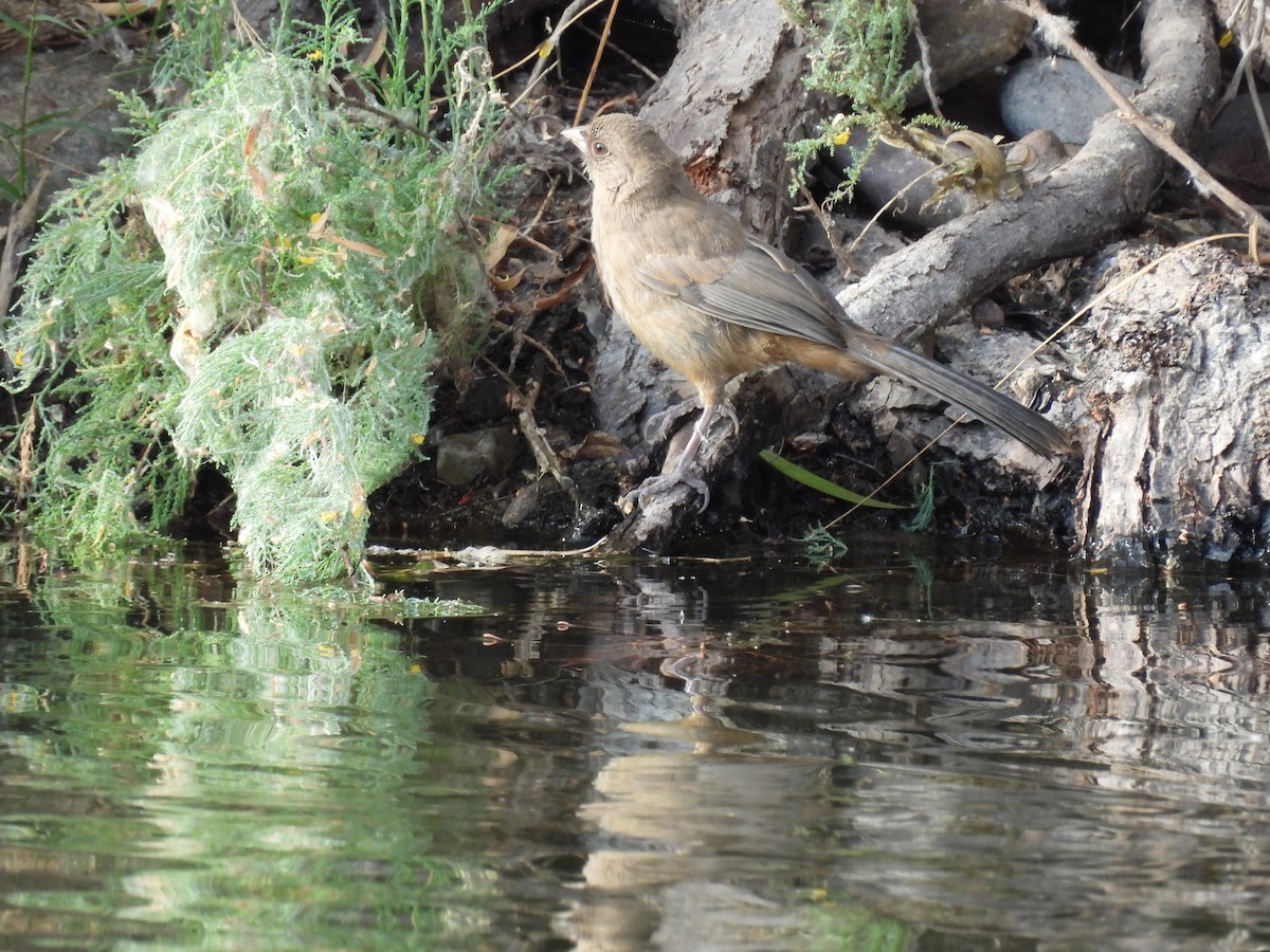 Canyon/Abert's Towhee - Ben Wik