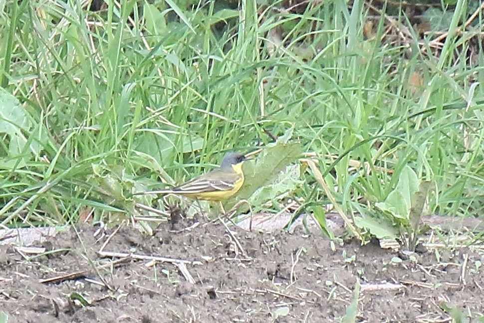 Western Yellow Wagtail (thunbergi) - ML619230999