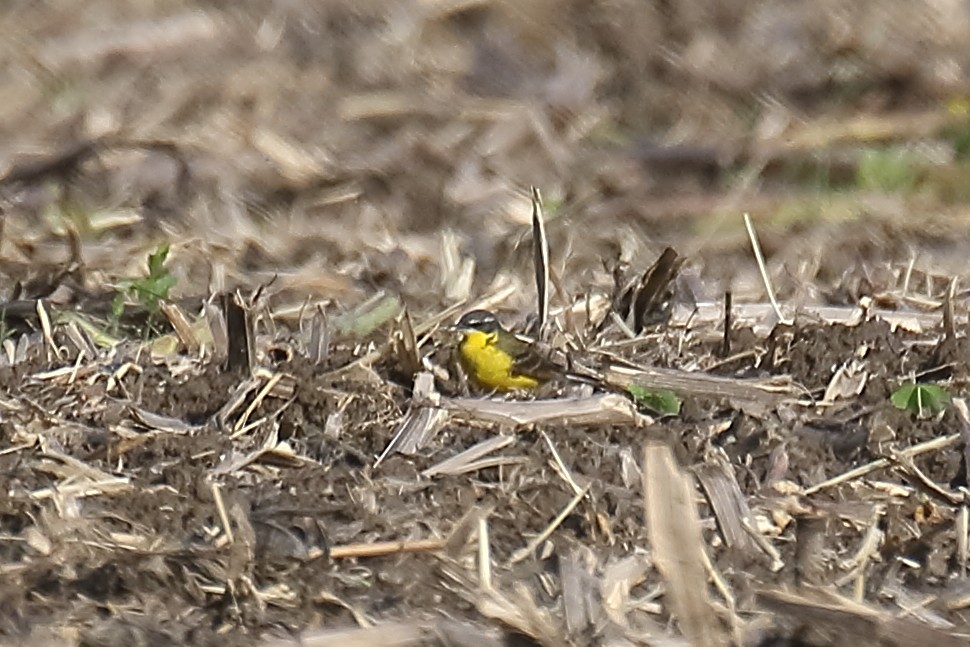 Western Yellow Wagtail - ML619231006