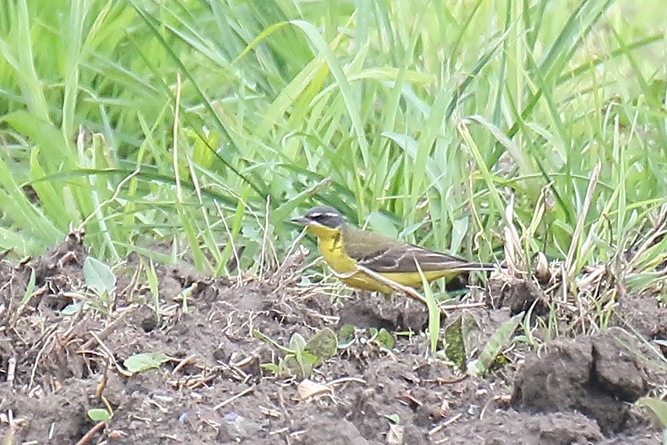 Western Yellow Wagtail - Mattia Prella