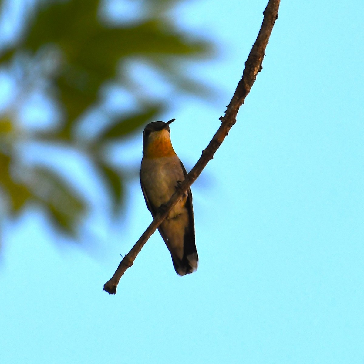 Black-chinned Hummingbird - Team Sidhu-White