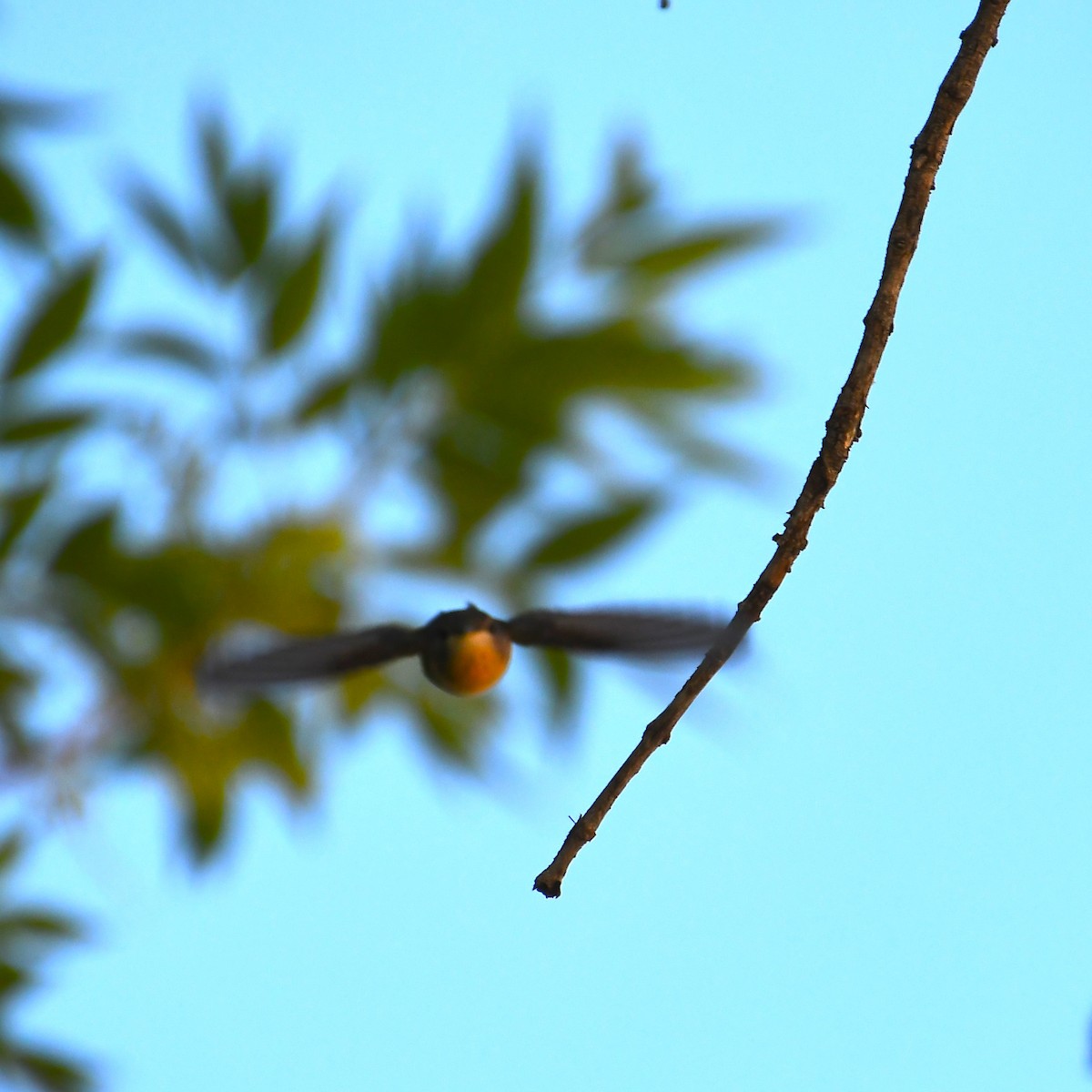 Black-chinned Hummingbird - Team Sidhu-White