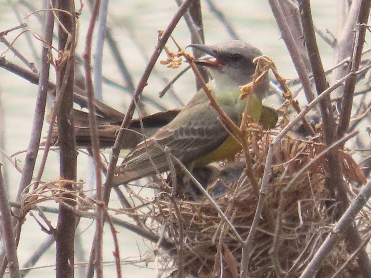 Tropical Kingbird - Carlos Daniel Andrade Campos