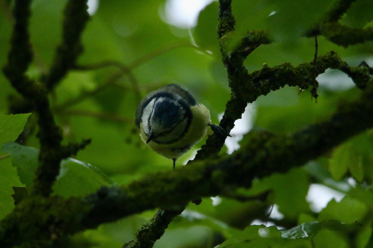 Eurasian Blue Tit - Scott Clark