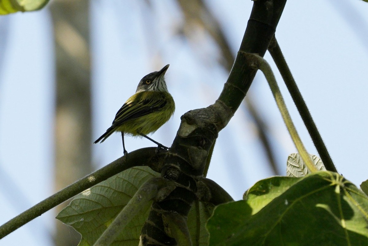 Stripe-necked Tody-Tyrant - Jorge Claudio Schlemmer