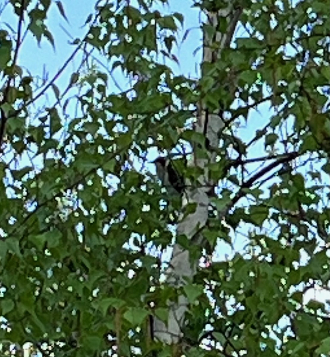 Black-billed Cuckoo - ML619231102