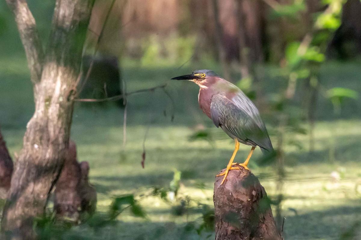 Green Heron - ML619231103