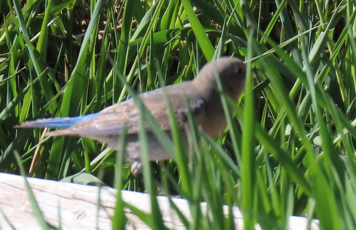 Mountain Bluebird - Catherine Hagen