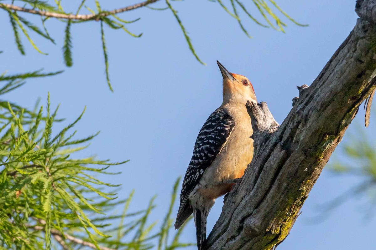 Red-bellied Woodpecker - Glenn Golson Jr.