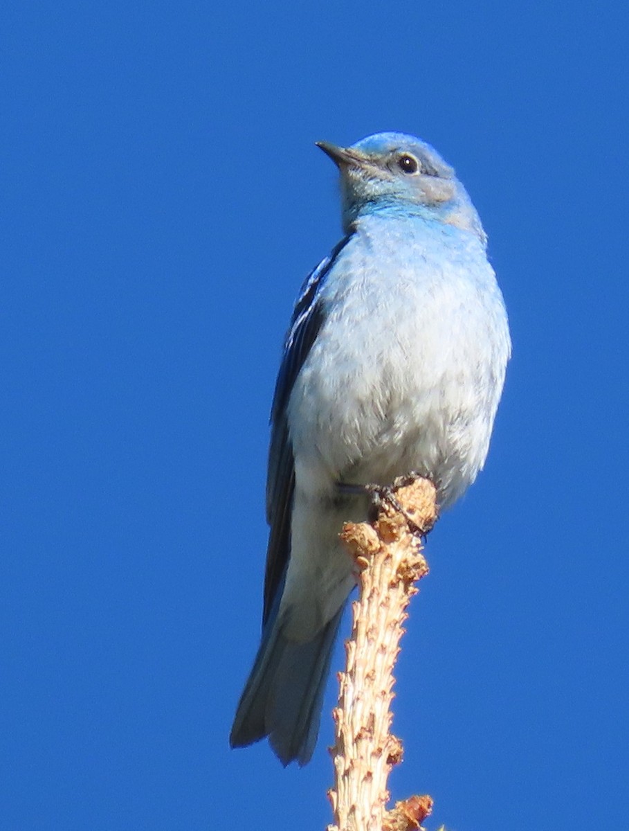 Mountain Bluebird - Catherine Hagen