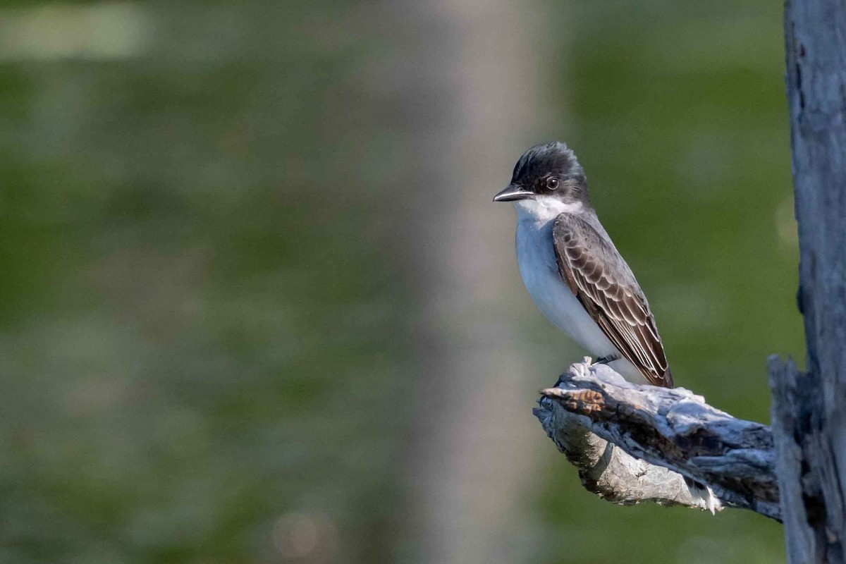 Eastern Kingbird - Glenn Golson Jr.