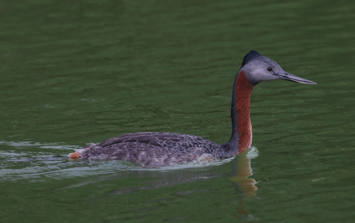 Great Grebe - David Ascanio