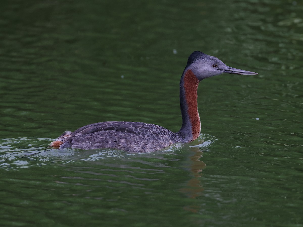 Great Grebe - David Ascanio