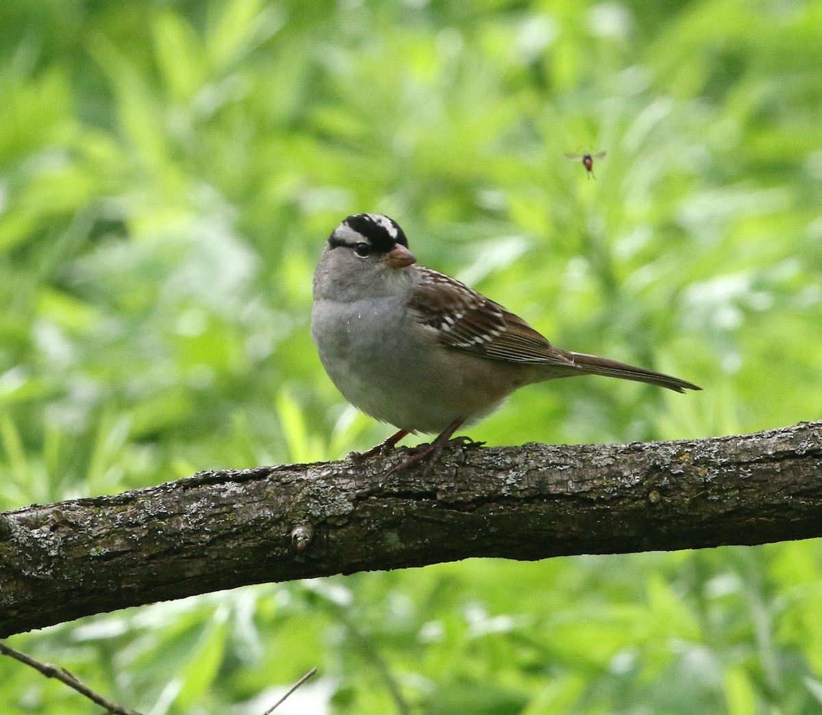 White-crowned Sparrow (leucophrys) - Andrew Vallely