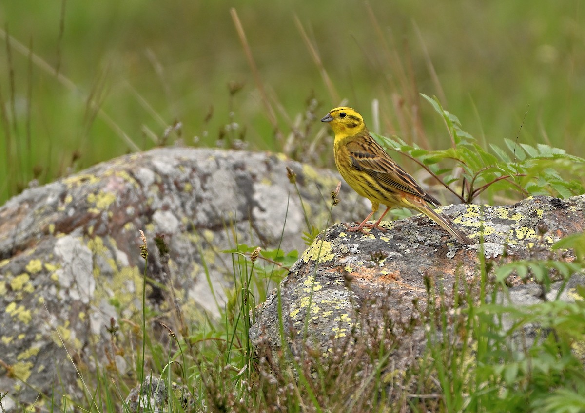 Yellowhammer - Luigi Gennari