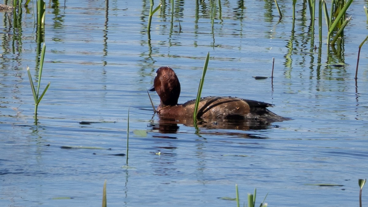 Ferruginous Duck - Joren van Schie