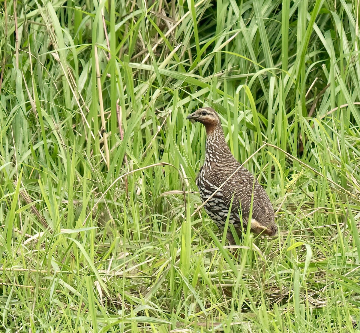 Swamp Francolin - VIJAY S