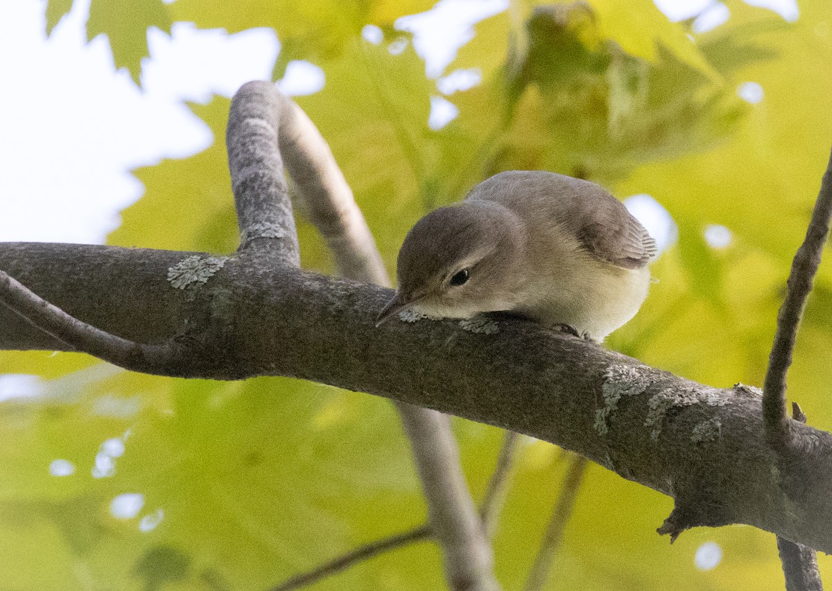 Warbling Vireo - ML619231175